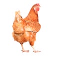 Full body of brown chicken hen standing isolated white backgroun Royalty Free Stock Photo