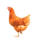 Full body of brown chicken hen standing isolated white backgroun Royalty Free Stock Photo