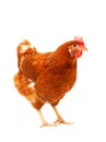 Full body of brown chicken hen standing isolated white backgroun Royalty Free Stock Photo