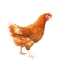 Full body of brown chicken hen standing isolated white backgroun