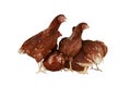 Full body of brown young, standing hens is group in farm animals. Royalty Free Stock Photo