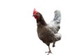 full body of chicken standing isolated white background Royalty Free Stock Photo