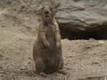 Close Up of Standing Prairie Dog Royalty Free Stock Photo