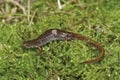 Closeup on an adult Foer-toed salamander, Hemidactylium scutatum in green moss Royalty Free Stock Photo