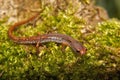 Closeup on an adult Foer-toed salamander, Hemidactylium scutatum in green moss Royalty Free Stock Photo