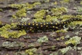 Full body closeup on a beautiful , terrestrial adult Anatolian spotted newt, Neurergus strauchii strauchii Royalty Free Stock Photo