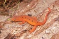 Closeup on a colorful red eft stage juvenile Red-spotted newt Notophthalmus viridescens Royalty Free Stock Photo