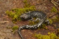 Full body closeup on the rare Black salamander, Aneides flavipunctatus Royalty Free Stock Photo