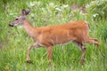 White-tailed Deer walking through Green Meadow Royalty Free Stock Photo