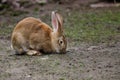 Full body of domestic female brown Flemish giant rabbit Royalty Free Stock Photo