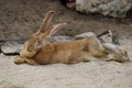 Full body of domestic male brown Flemish giant rabbit Royalty Free Stock Photo