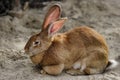 Full body of domestic male brown Flemish giant rabbit Royalty Free Stock Photo