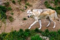 Full body of Eastern timber wolf