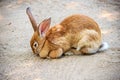 Full body of female brown European hare Royalty Free Stock Photo