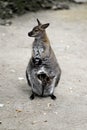Full body of female kangaroo with joey baby in pouch Royalty Free Stock Photo