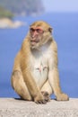 Full body of female natural wild Rhesus macaque monkey sitting o Royalty Free Stock Photo