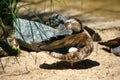 Full body of female ringed teal duck