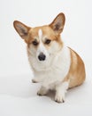Corgi sitting front view Royalty Free Stock Photo