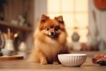 Full body front view portrait beautiful fluffy red german spitz sitting and looking in camera near bowl in the kitchen