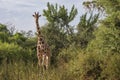 Full body frontal portrait of reticulated giraffe, Giraffa camelopardalis reticulate, in northern Kenya landscape