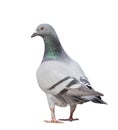 Full body of gray pigeon bird isolate white background