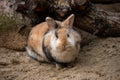 Full body of grey-beige-white domestic pygmy rabbit