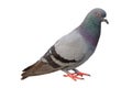 Full body of grey pigeon isolated on white background with clipping path.
