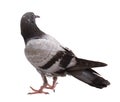 Full body of grey pigeon isolated on white background with clipping path.