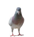 Full body of homing pigeon bird isolated white background Royalty Free Stock Photo