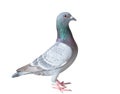 Full body of homing pigeon bird isolated white background Royalty Free Stock Photo