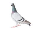 Full body of homing pigeon bird isolated white background