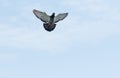 Full body of homing pigeon hovering on sky Royalty Free Stock Photo