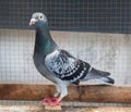 Full body of homing speed racing pigeon bird in home loft Royalty Free Stock Photo