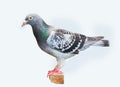 full body of homing speed racing pigeon isolated white background Royalty Free Stock Photo