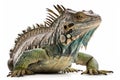 Full Body Iguana on White Background for Posters and Web Design.