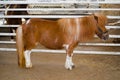 Full body image of Cute brown dwarf horse in a farm.