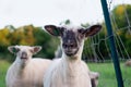 Lamb looking with head up