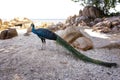 full body of indian peacock standing on sea beach at koh mun-nok island rayong eastern of thailand