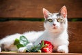 Full body, lying cat on a wooden bench, holding red rose Royalty Free Stock Photo