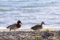 full body of male and female wild mollard duck in soutland new zealand