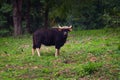 Full body of male Gaur Royalty Free Stock Photo