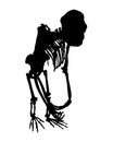 Monkey Full Body Skeleton Isolated Graphic