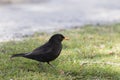 New zealand eurasian blackbird Royalty Free Stock Photo