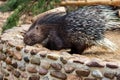 Full body of the Old World porcupines Hystricidae, large terrestrial rodent