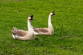 Paar chinese gooses Royalty Free Stock Photo