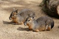 Patagonian Cavy Mara Royalty Free Stock Photo