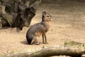 Patagonian cavy mara Royalty Free Stock Photo