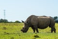 A full body photo of a Rhino that was de-horned by the South Africa National Park staff to prevent poaching.