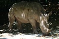 A full body photo taken on a White Rhinoceros under the shade