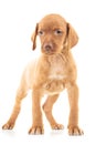 Full body picture of a viszla puppy dog standing Royalty Free Stock Photo